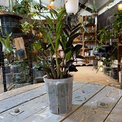 ザミオクルカス：レイヴン5号鉢植え