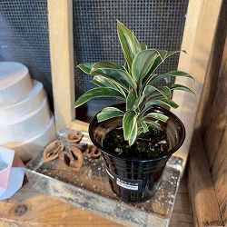 ドラセナ：コーヒーコンパクター　3.5号鉢植え
