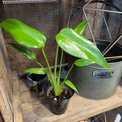 モンステラ：バールマルクスフレーム　3.5号鉢植え