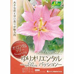 [26年10月中下旬予約]ユリ：オリエンタルリリー　パッション（ピンクカサブランカ）1球入り