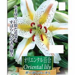[26年10月中下旬予約]ユリ：オリエンタルリリー　ガーデンパーティ1球