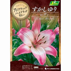 [26年10月中下旬予約]ユリ（すかし百合）：レヴィ2球入り