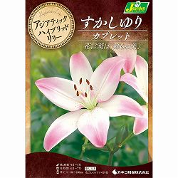 [26年10月中下旬予約]ユリ（すかし百合）：カプレット2球入り