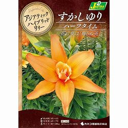 [26年10月中下旬予約]ユリ（八重咲すかし百合）：ハーフタイム2球入り