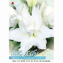 [26年10月中下旬予約]ユリ：シャルドネ1球入り