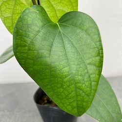 ピペル：ブラックペッパー（二グラム） 3号