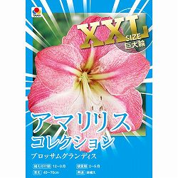 [27年1月中下旬予約]アマリリス：ブロッサムグランディス 1球入り