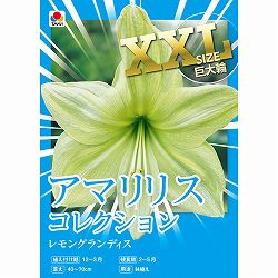 [27年1月中下旬予約]アマリリス：レモングランディス 1球入り