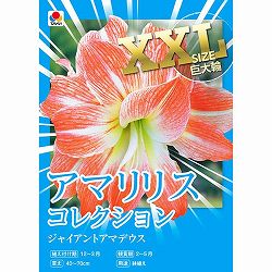 [27年1月中下旬予約]アマリリス：ジャンアントアマデウス 1球入り