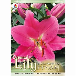 [26年10月中下旬予約]ユリ（オリエンタル系）：アイマックス1球入り