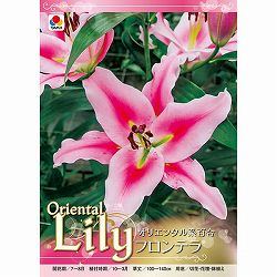 [26年10月中下旬予約]ユリ（オリエンタル系）：フロンテラ1球入り