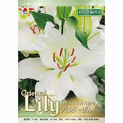 [26年10月中下旬予約]ユリ（オリエンタル系）：プロポーザル1球入り
