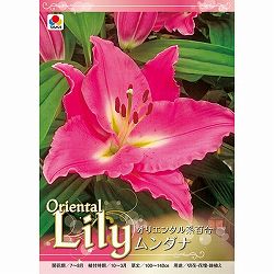 [26年10月中下旬予約]ユリ（オリエンタル系）：ムンダナ1球入り