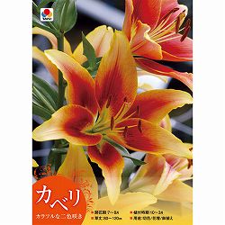 [26年10月中下旬予約]ユリ（オリエンタル系）：カベリ1球入り