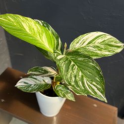 クテナンセ：ブロケイド　4号鉢入り