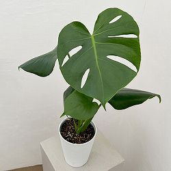 モンステラ：デリシオサ　タウエリ　4.5号鉢植え