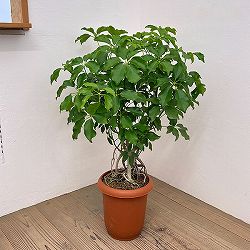 シェフレラ：グランディ　8号鉢植え