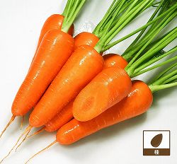ニンジン：カロテンたっぷり冬どり甘ニンジン ひとみ五寸[野菜タネ]