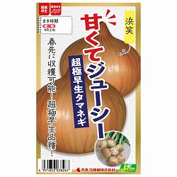 タマネギ（玉ねぎ）：超極早生玉ねぎ 浜笑（はまえみ）[野菜タネ]