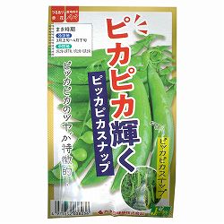 エンドウ：ピカピカ輝く ピッカピカスナップ[秋・春まき 野菜タネ]