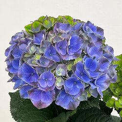 （わけあり特価）アジサイ：マジカルレッドアメジスト（ブルー仕立て）5号鉢植え