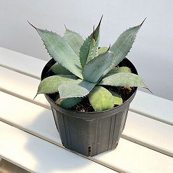 アガベ：パリー　7号鉢植え*