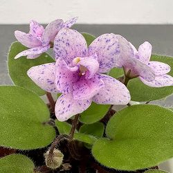 ミニセントポーリア：ロブス　ブーラルー 2.5号鉢植え