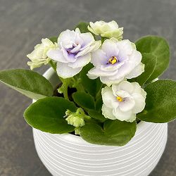 ミニセントポーリア：サンダーサプライズ 2.5号鉢植え