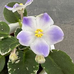 ミニセントポーリア：ハワイアン　レイ 2.5号鉢植え