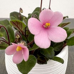 ミニセントポーリア：サンセットトレイル 2.5号鉢植え