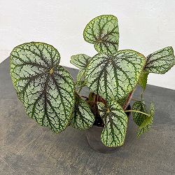 ベゴニア：U309　4号鉢植え