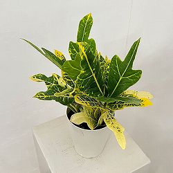 クロトン：sp.（イエローホコ葉系）　4号鉢植え