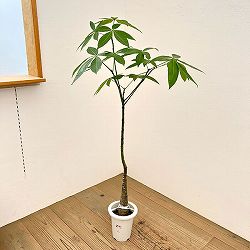 パキラ：グラブラ （実生株）　6号鉢植え26-02