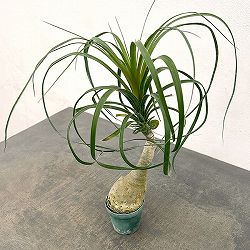 トックリラン（ノリナ）　3号鉢植え*