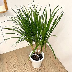 ドラセナ：カンボジアーナ　8号鉢植え26-02
