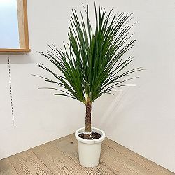 ドラセナ：カンボジアーナ　8号鉢植え26-04