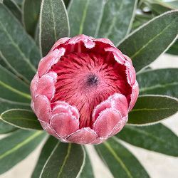 プロテア：ピンクアイス　7号鉢植え**