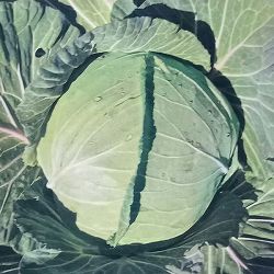 [26年8月下旬予約]本気野菜(R)キャベツ：甘いキャベツ3号ポット苗