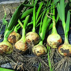 [26年10月中下旬予約]タマネギ：本気野菜（R）極早生　スイート苗3号ポット