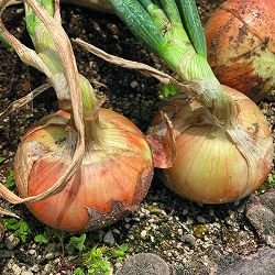 [26年10月中下旬予約]タマネギ：本気野菜（R）中生　コクうま(R)苗3号ポット