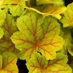 ヒューケラ：エレクトラ5号鉢植え