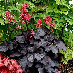 ヒューケラ：ブラックフォレストケーキ5号鉢植え