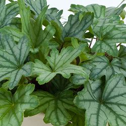 ヒューケレラ：フレッシュグリーン5号鉢植え
