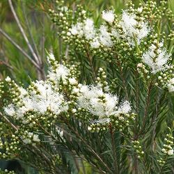 メラレウカ：スノーインサマー7号鉢植え