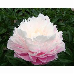 [26年10月中下旬予約]シャクヤク（芍薬）：行く春6号鉢植え