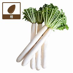 ダイコン（大根）：秋の刃（あきのやいば）[野菜タネ]