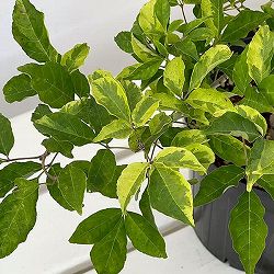 マルバアオダモ：掃込斑6号ポット