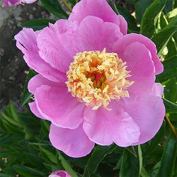 園芸ネット本店｜植物を様々な条件から詳しく検索【公式】