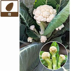 カリフラワー（ブロッコリー）：一代交配　アイスキャンドル[ミニタイプ　7-8月まき　野菜タネ]