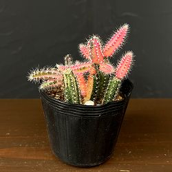 ビャクダン　ピンク斑入り2.5号ポット